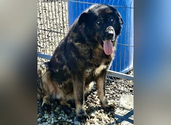 Sandy – sanfte Riesin mit großem Herzen sucht ihr Zuhause