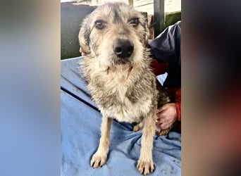 Liebevoller Benny sucht sein Glück