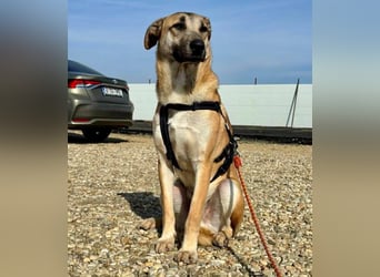 Ianjo, sanftes Riesenbaby sucht seine Familie