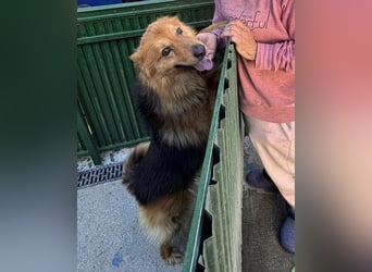 Buddy – menschenbezogener Sonnenschein