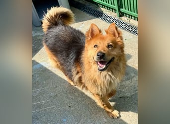 Buddy – menschenbezogener Sonnenschein
