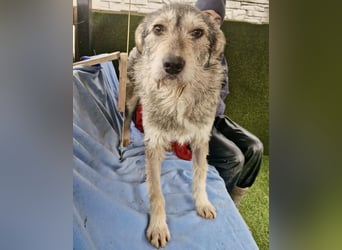 Liebevoller Benny sucht sein Glück