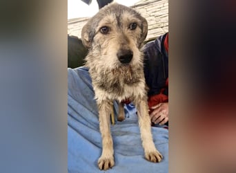 Liebevoller Benny sucht sein Glück