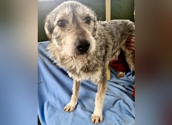 Liebevoller Benny sucht sein Glück