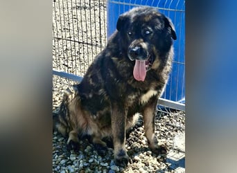 Sandy – sanfte Riesin mit großem Herzen sucht ihr Zuhause