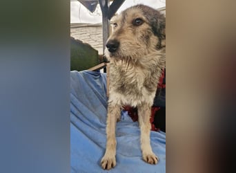 Liebevoller Benny sucht sein Glück