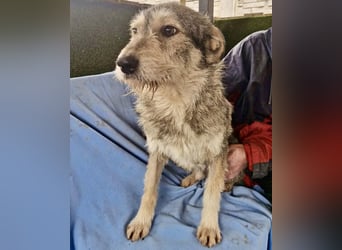 Liebevoller Benny sucht sein Glück