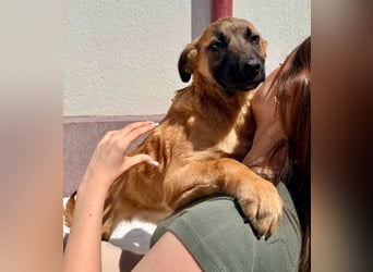 Bino ,vorsichtiger Herzensjunge sucht sein Glück.