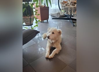 Seniorin Shelby sucht ruhiges Zuhause