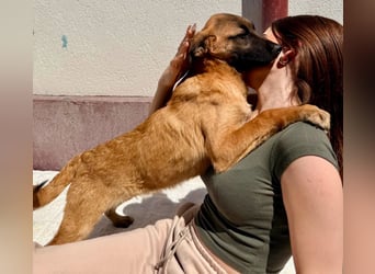 Bino ,vorsichtiger Herzensjunge sucht sein Glück.
