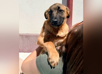 Bino ,vorsichtiger Herzensjunge sucht sein Glück.