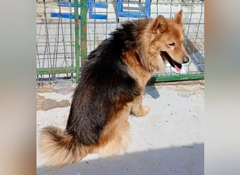 Buddy – menschenbezogener Sonnenschein