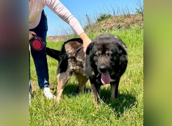 Sandy – sanfte Riesin mit großem Herzen sucht ihr Zuhause