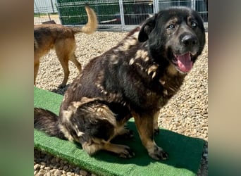 Sandy – sanfte Riesin mit großem Herzen sucht ihr Zuhause