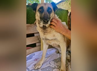 Timon, sein Herz braucht Zeit
