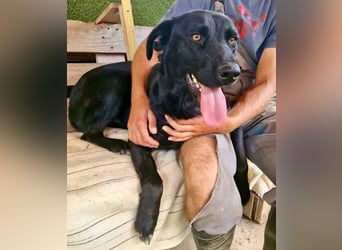 Großer Schmusebär Taavi sucht sein Glück