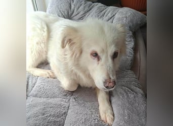 Seniorin Shelby sucht ruhiges Zuhause