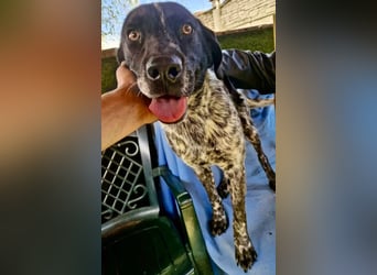 Pfötchengeber Marlo sucht seine Menschen