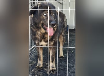 Sandy – sanfte Riesin mit großem Herzen sucht ihr Zuhause