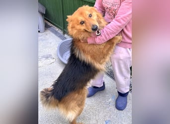 Buddy – menschenbezogener Sonnenschein