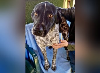 Pfötchengeber Marlo sucht seine Menschen