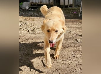 Ruby – sanfte Hundeseele wünscht sich endlich Liebe und Geborgenheit