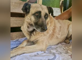 Timon, sein Herz braucht Zeit