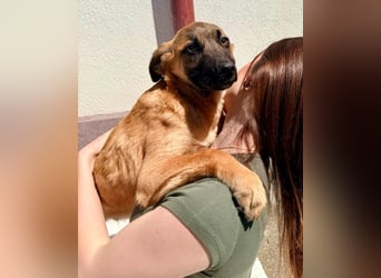 Bino ,vorsichtiger Herzensjunge sucht sein Glück.