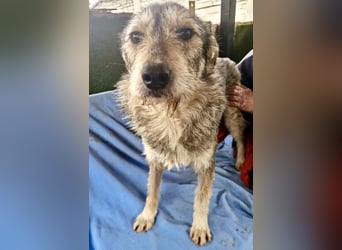 Liebevoller Benny sucht sein Glück