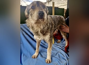 Liebevoller Benny sucht sein Glück