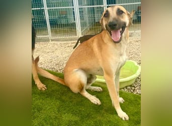 Ianjo, sanftes Riesenbaby sucht seine Familie