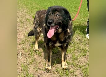 Sandy – sanfte Riesin mit großem Herzen sucht ihr Zuhause
