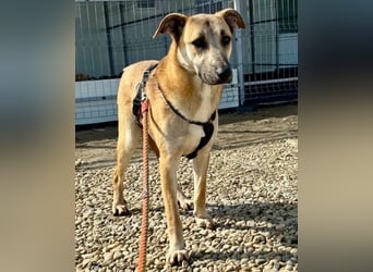Ianjo, sanftes Riesenbaby sucht seine Familie