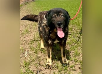Sandy – sanfte Riesin mit großem Herzen sucht ihr Zuhause