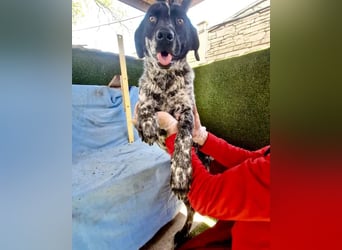 Pfötchengeber Marlo sucht seine Menschen