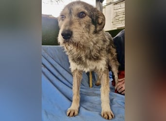 Liebevoller Benny sucht sein Glück