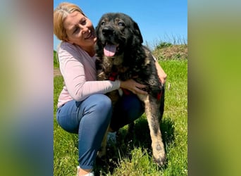Sandy – sanfte Riesin mit großem Herzen sucht ihr Zuhause