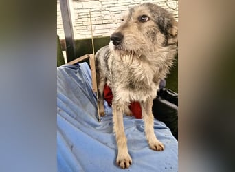 Liebevoller Benny sucht sein Glück