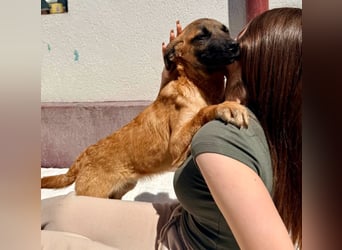 Bino ,vorsichtiger Herzensjunge sucht sein Glück.