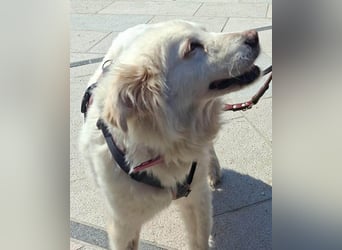 Seniorin Shelby sucht ruhiges Zuhause