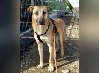 Ianjo, sanftes Riesenbaby sucht seine Familie