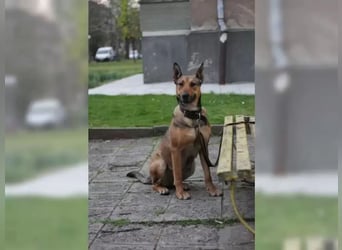 Malinoix Mix Angie lebt bei einer Tierärztin in Bulgarien