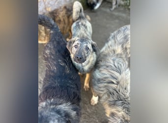 HELEN, schüchternes Notfell, 10 Monate, 53 cm, Herdenschutz-Mix, Tierschutz Rumänien