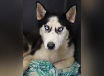 ⭐️DAENERYS⭐️, bezaubernde Huskyhündin, 1 Jahr, 54 cm, Tierschutz Rumänien