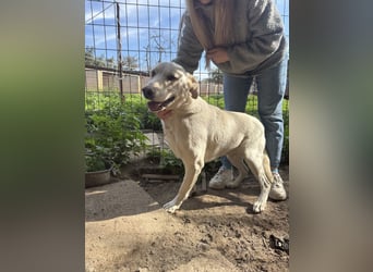 Szamóca sucht nach dir