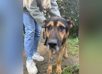 Rexi - Darf ich noch einmal ankommen dürfen?