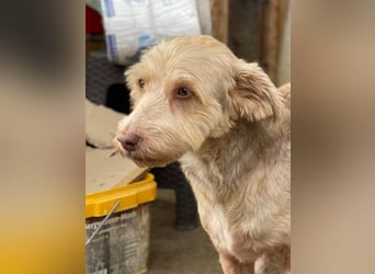 *Notfell* JESSICA, liebe Hunde-Oma, 12 Jahre, 53 cm, Mischling, Tierschutz Rumänien