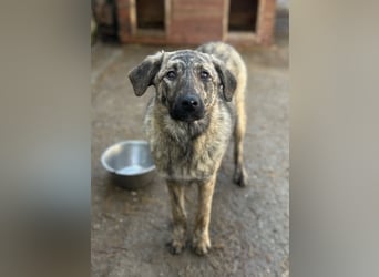 HELEN, schüchternes Notfell, 10 Monate, 53 cm, Herdenschutz-Mix, Tierschutz Rumänien
