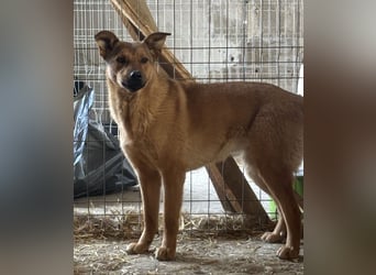 ⭐️BROWN BEAUTY⭐️, feinfühlige Hündin, 2 Jahre, 55 cm, Mischling, Tierschutz Rumänien