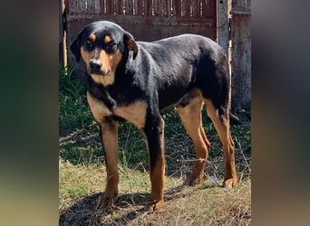 ⭐️ROCKET⭐️, absoluter Menschenfreund, Rüde, 8 Jahre, 55 cm, Mischling, Tierschutz Rumänien